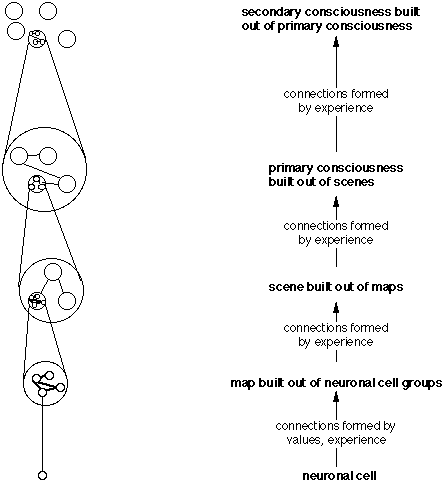 Schematic of Ladder of Evolution to Consciousness